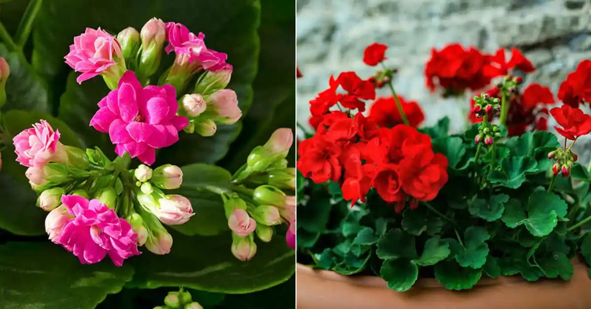 2025'te Ev ve Ofisinizi Canlandıracak Sürekli Çiçek Açan Saksı Bitkileri